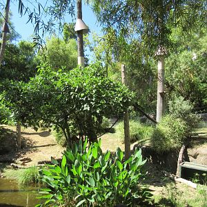 Ring-Tailed Lemur/Red Ruffed Lemur Exhibit