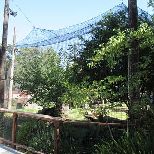 Snow Leopard Exhibit