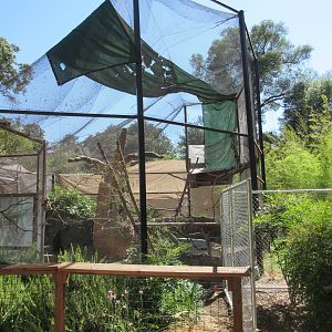 Black Parrot/Radiated Tortoise Exhibit