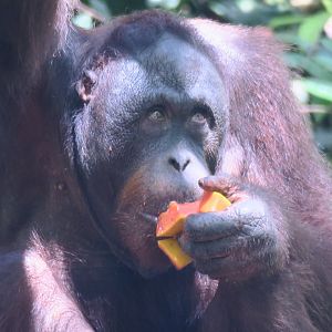 Bornean orangutan