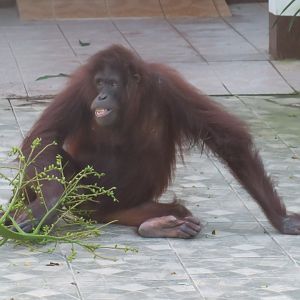 Orangutan at nightfall
