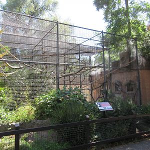 Black and White Ruffed Lemur Exhibit