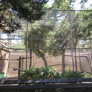 Golden Eagle Exhibit
