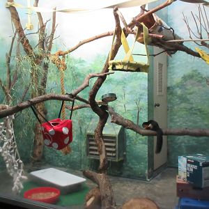 Prevost's Squirrel Exhibit