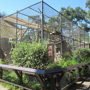 Black-Handed Spider Monkey Exhibit