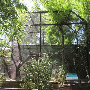 Cotton-Top Tamarin Exhibit