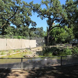 Pacific Pond Turtle Exhibit