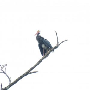Kinabatangan river cruise