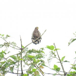 Kinabatangan river cruise
