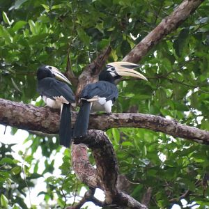 Kinabatangan river cruise