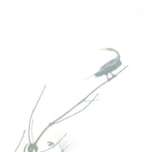 Kinabatangan river cruise