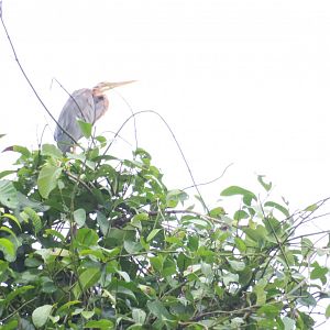 Kinabatangan river cruise