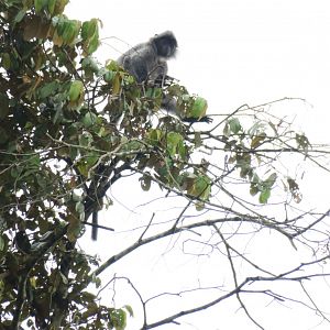 Kinabatangan river cruise