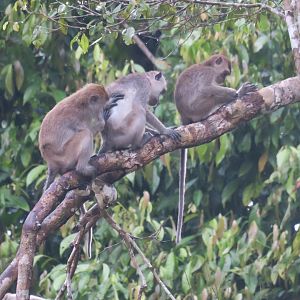 Kinabatangan river cruise