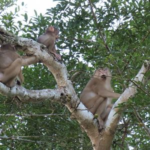 Kinabatangan river cruise
