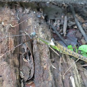 Jungle walk Kinabatangan