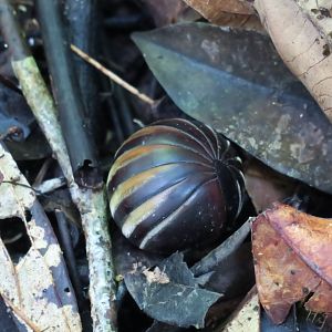 Jungle walk Kinabatangan