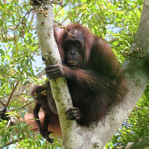 Jungle walk Kinabatangan