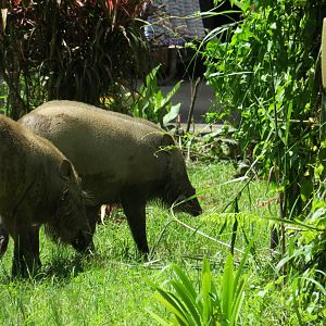 Nature Lodge Kinabatangan
