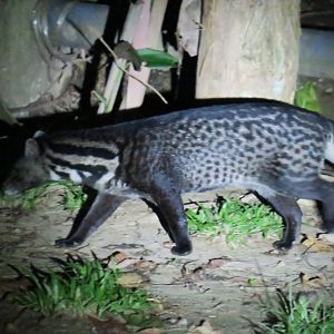 Nature Lodge Kinabatangan