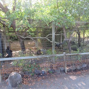 Southern Ground Hornbill Exhibit