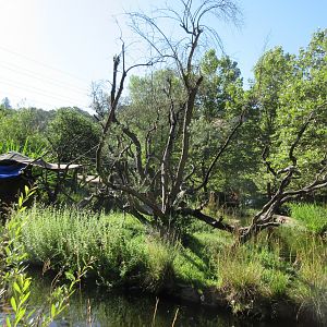 Ring-Tailed Lemur Exhibit