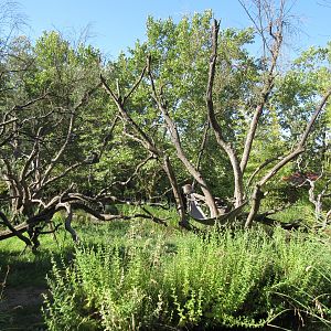Ring-Tailed Lemur Exhibit