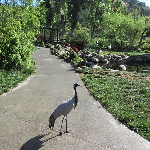 Walk-Through Aviary (with extremely territorial Demoiselle Cranes!)