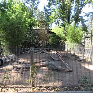 African Crested Porcupine Exhibit