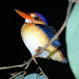 Kinabatangan night walk