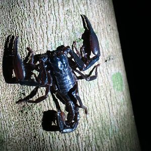 Kinabatangan night walk