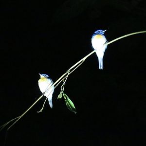 Kinabatangan night walk