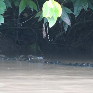 Kinabatangan river cruise