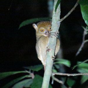 Kinabatangan night walk
