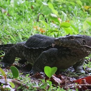 Selingan Turtle Island
