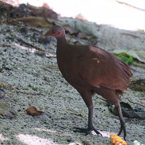 Selingan Turtle Island