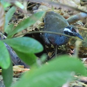 Selingan Turtle Island