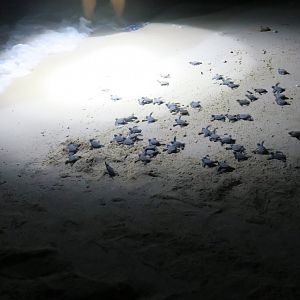 Selingan Turtle Island