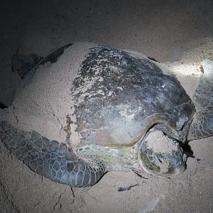 Selingan Turtle Island