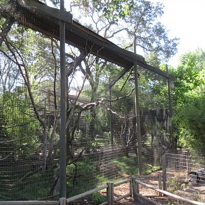 Colobus Monkey Exhibit