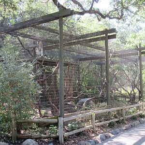 Patas Monkey Exhibit