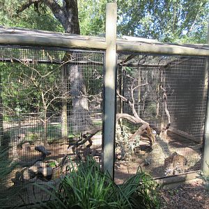 Serval Exhibit