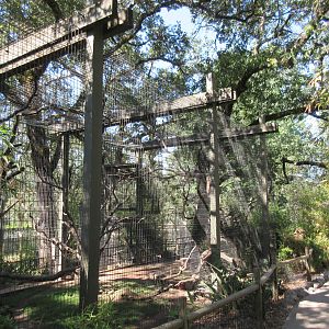 DeBrazza's Monkey Exhibit