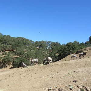 Safari Tour - Wildebeest