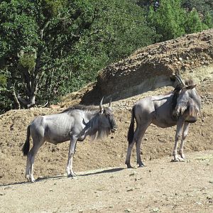 Safari Tour - Wildebeest