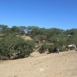 Safari Tour - Wildebeest (on an incredibly steep hill)