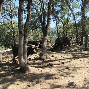 Safari Tour - Cape Buffalo (there is a herd of 40!)