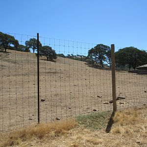 Safari Tour - Scimitar-Horned Oryx/Ostrich Exhibit