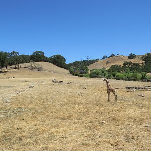 Safari Tour - 8 Week-Old Giraffe (first day on exhibit in the big yard)