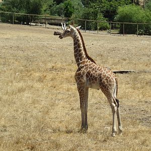 Safari Tour - 8 Week-Old Giraffe (first day on exhibit in the big yard)